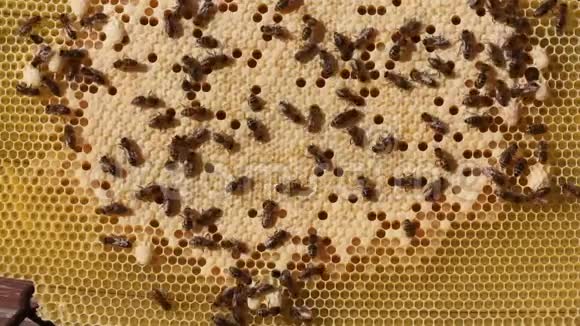 蜜蜂幼虫和蜜蜂皇后在茧中发育视频的预览图