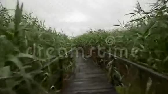 木制的小径穿过芦苇丛视频的预览图
