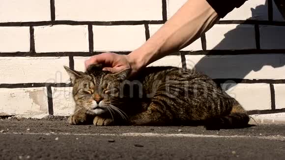 快乐的猫在抚摸人时感到快乐视频的预览图