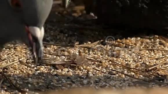 鸽子的喙慢慢地吃种子视频的预览图