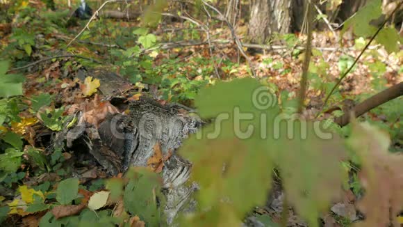 落叶林中的秋天摄像机在滑块上向前移动视频的预览图