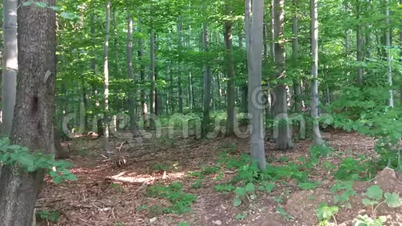 夏天山上美丽的森林视频的预览图