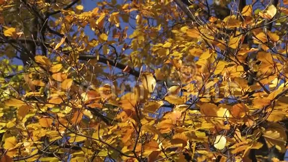秋天有彩色叶子的树视频的预览图