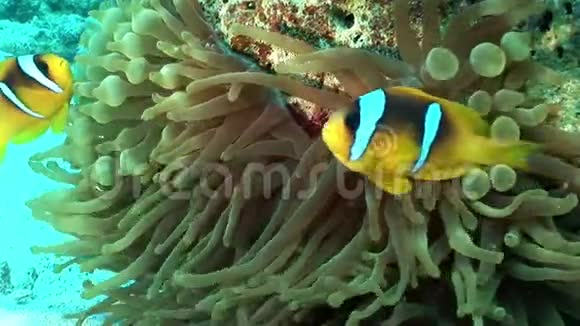 在红海的水下泡泡鱼中的小丑鱼视频的预览图