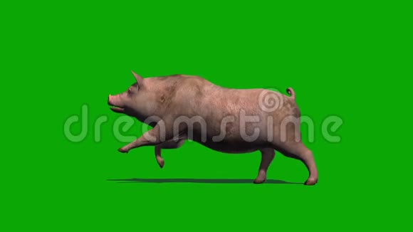 猪跑两种不同的视图绿色屏幕视频的预览图