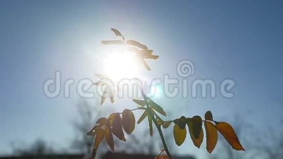 一棵树的嫩枝在风中摇曳阳光的剪影在阳光的照耀下春天的早晨视频的预览图