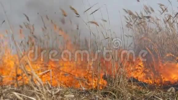 在野外白天看到可怕的危险的野高火烧干草草一大片自然视频的预览图