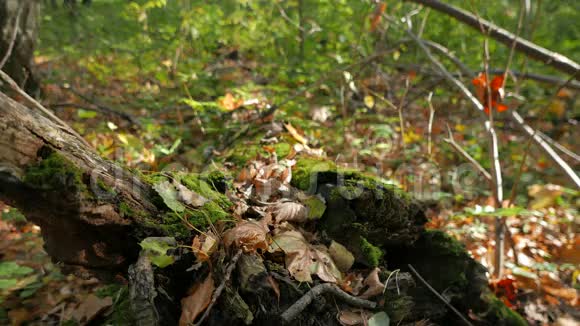 树上的苔藓和落叶落叶林中的秋天视频的预览图
