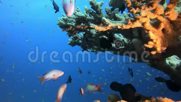 热带鱼类珊瑚礁视频的预览图