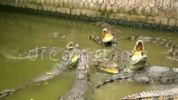 游客喂养动物鳄鱼农场越南视频的预览图