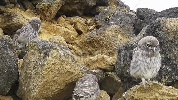 洞边的一只小猫头鹰视频的预览图