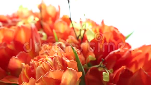 美丽的橙色郁金香花束视频模糊和焦点视频的预览图