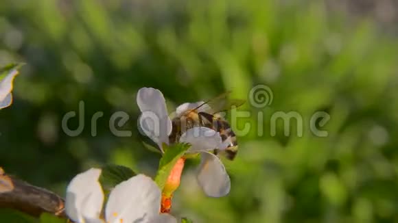 蜜蜂授粉开花树视频的预览图