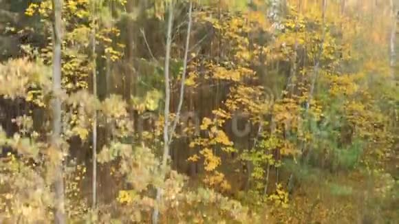 绿黄相间的秋林鸟瞰视频的预览图