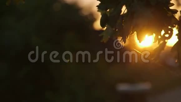 清晨的太阳在日出时从树上升起视频的预览图