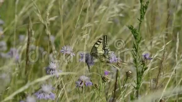 花上的燕尾蝶视频的预览图