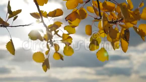 黄色的白杨阳光在蓝天背景下离去树叶森林美丽的阳光阳光秋天的风景视频的预览图