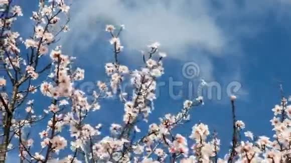 樱花随风动视频的预览图