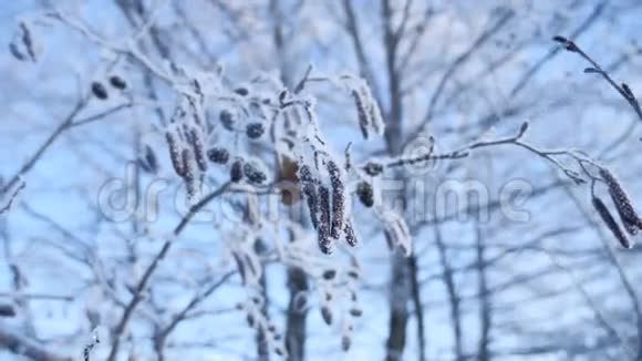 冰冻的树枝林登树在雪地上的蓝天大自然的冬季景观视频的预览图