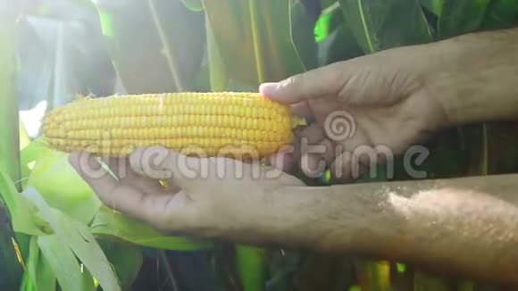 在收获季节之前种植农业玉米的农民对幼粒玉米芯进行检查视频的预览图