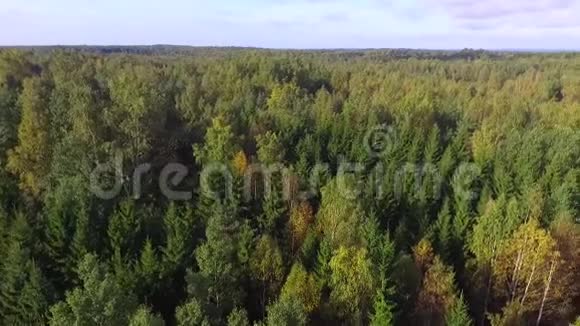 森林的无人视野视频的预览图