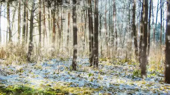 在一个阳光明媚的冬天寒冷的日子里带着雪和霜的圣诞树树枝特写视频的预览图