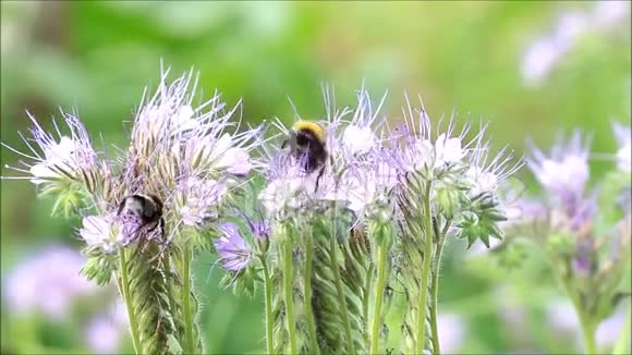 大黄蜂在紫色花丛中视频的预览图