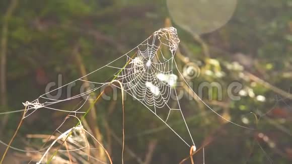 冰冻蜘蛛网早上视频的预览图