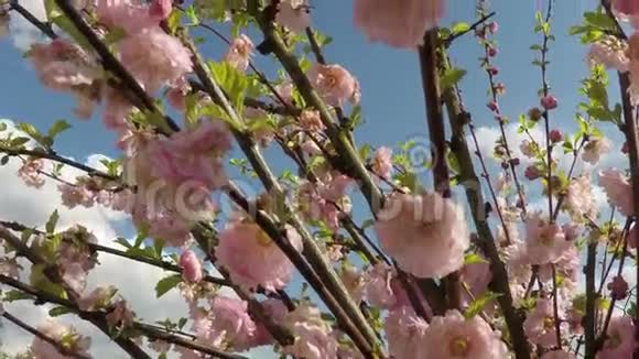 风中的粉红色樱花树视频的预览图
