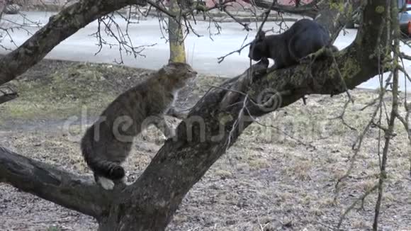 两只猫在城市花园的春树上唱歌视频的预览图