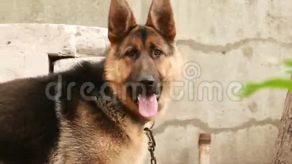 狗种德国牧羊犬视频的预览图