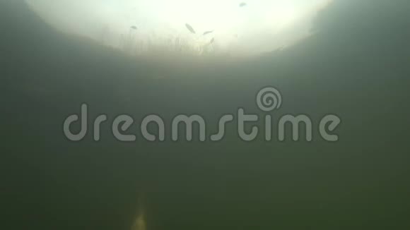 锦鲤鱼神奇的锦鲤鱼鲤鱼在池塘里游泳视频的预览图