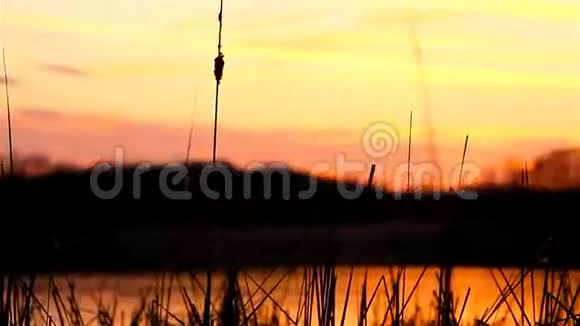 夕阳西下的河景草地橙色的自然视频的预览图