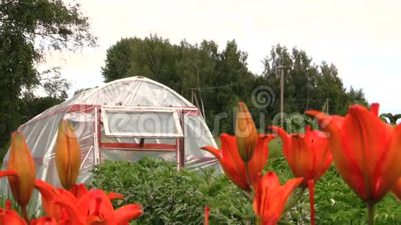 橘子百合花和温室在花园里重点变化视频的预览图