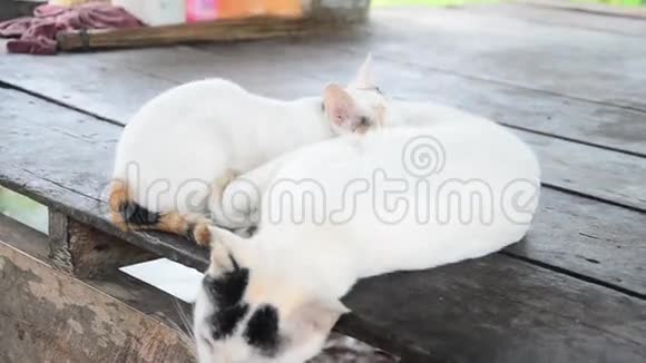 幼猫和小猫在泰国南部的Phattalung省玩耍视频的预览图