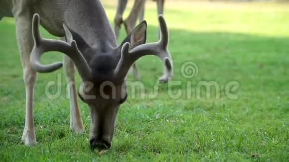 白尾鹿在德州山区的院子里吃玉米视频的预览图