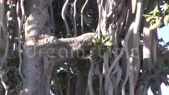 印度斋浦尔堡的大榕树视频的预览图