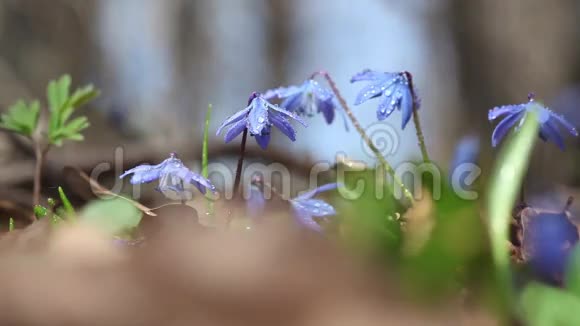 春天树林里的蓝色雪花视频的预览图