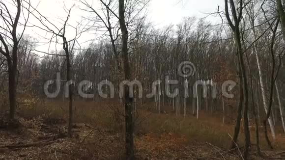 在森林里滑行视频的预览图