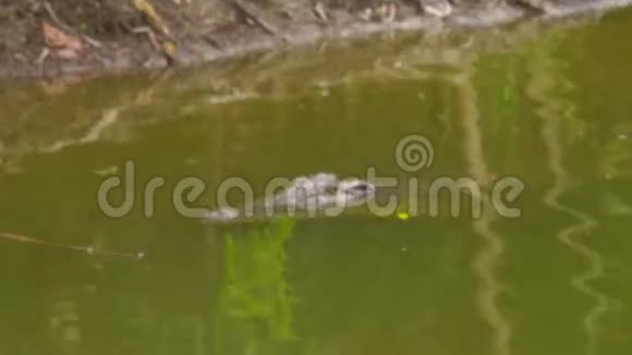 河上的鳄鱼射击视频的预览图