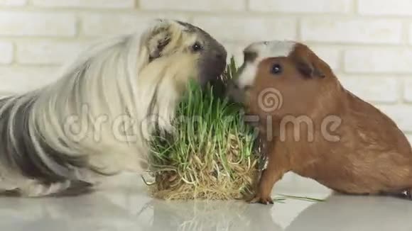 几内亚猪繁殖金美洲狮和卡维鸟吃发芽燕麦股票录像视频的预览图