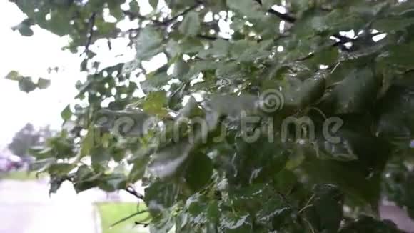 雨中树上的叶子城市景观视频的预览图