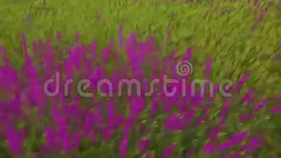 鸟瞰一大片美丽的紫色花朵视频的预览图