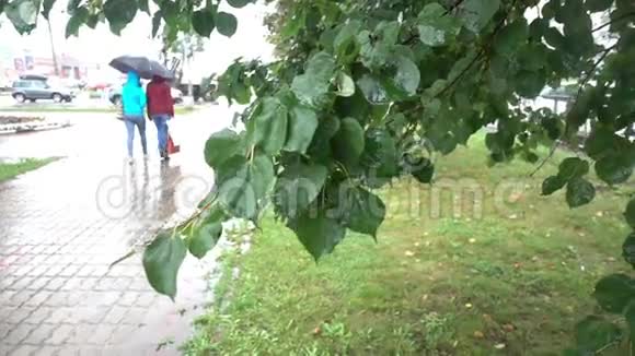 雨中树上的叶子城市景观视频的预览图