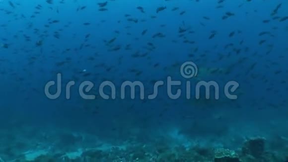 鲨鱼潜水水下视频加拉帕戈斯群岛太平洋视频的预览图