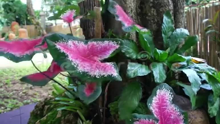 鲜艳五颜六色的热带植物叶子在风中摇曳视频的预览图