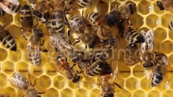 蜜蜂幼虫和蜜蜂皇后在茧中发育视频的预览图