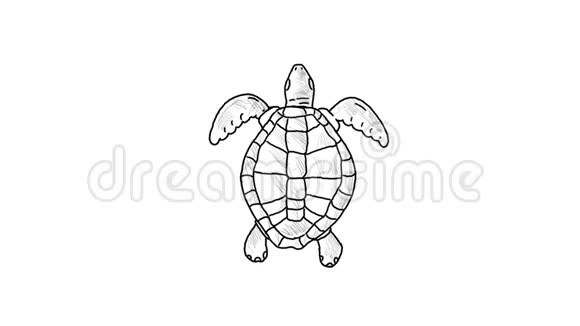 海龟游泳绘图2D动画视频的预览图