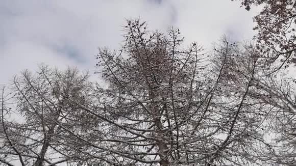 干枝树松果冬雪风景自然视频的预览图