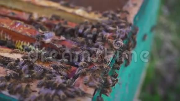 蜂窝上的蜜蜂养蜂人轻轻地从框架中移除蜜蜂日记宏视频的预览图